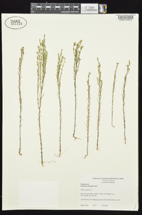 Oenothera linifolia image