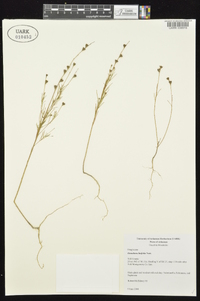 Oenothera linifolia image