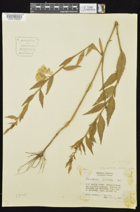 Oenothera pilosella subsp. pilosella image