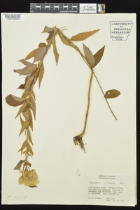 Oenothera pilosella subsp. pilosella image