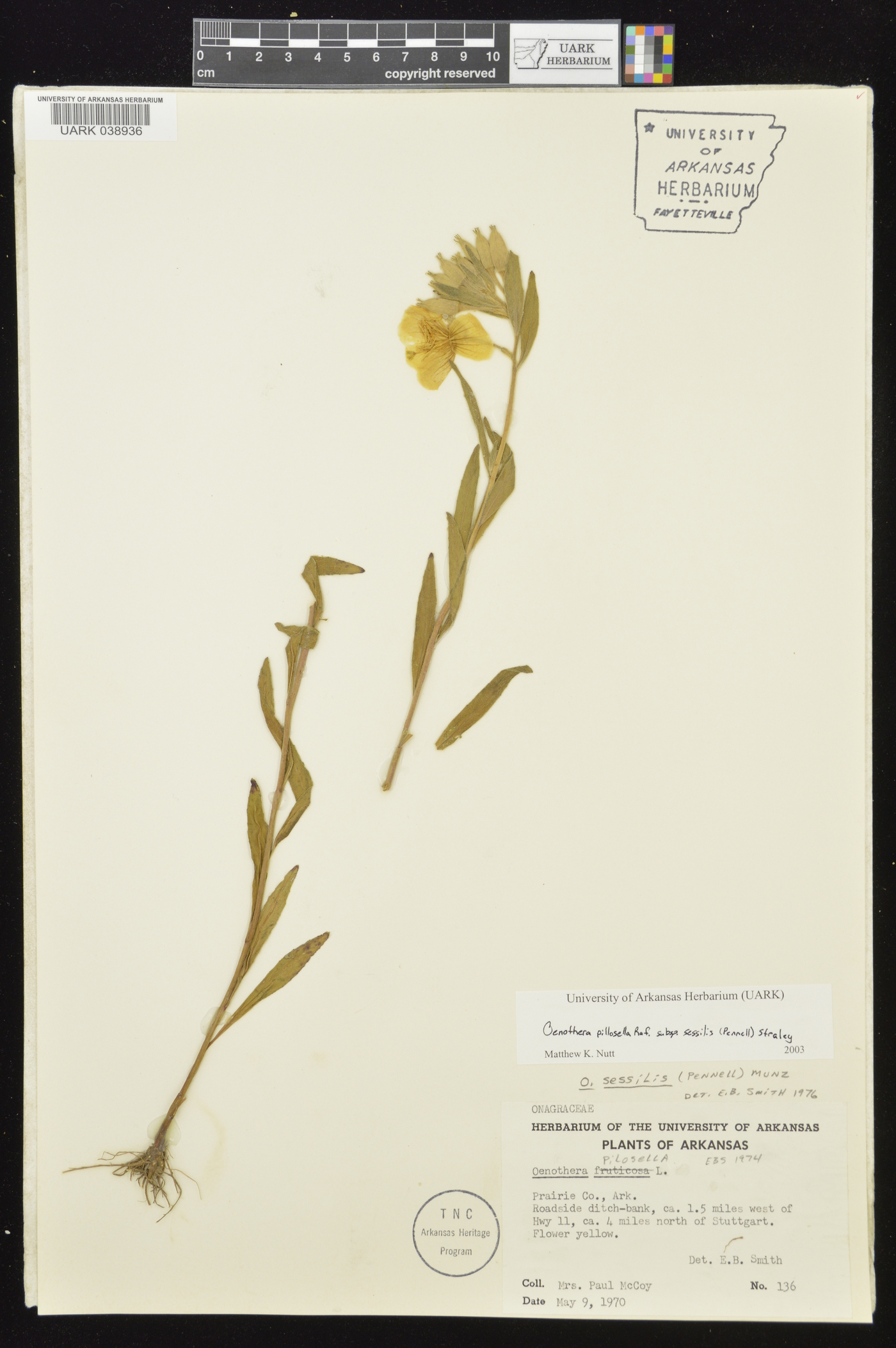 Oenothera pilosella subsp. sessilis image