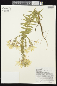 Oenothera rhombipetala image