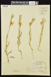 Oenothera spachiana image