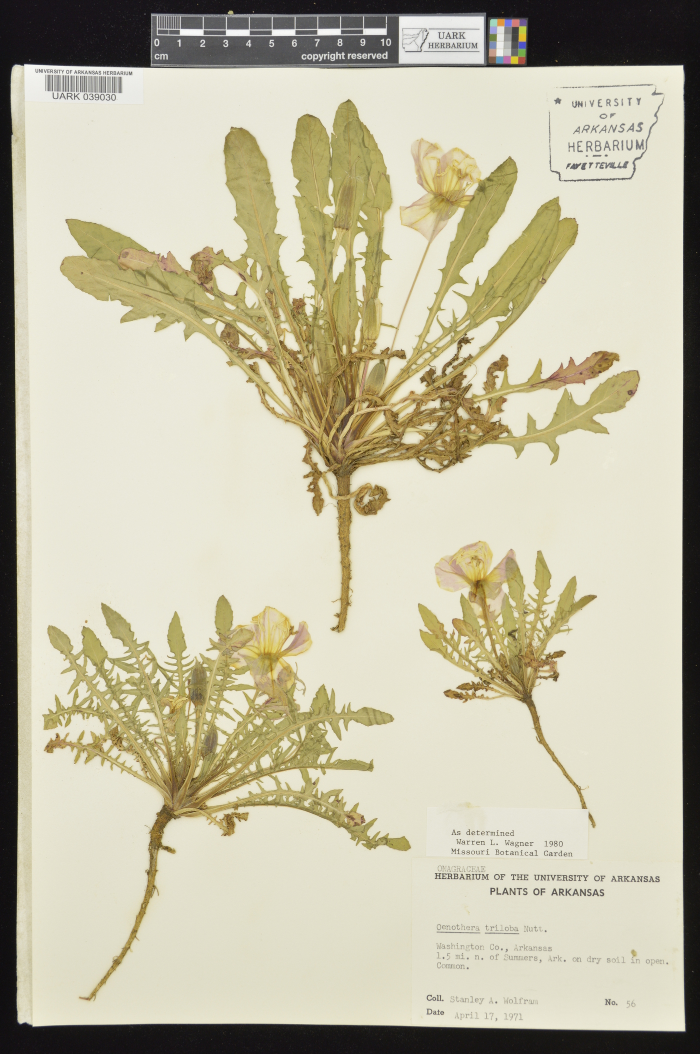 Oenothera triloba image