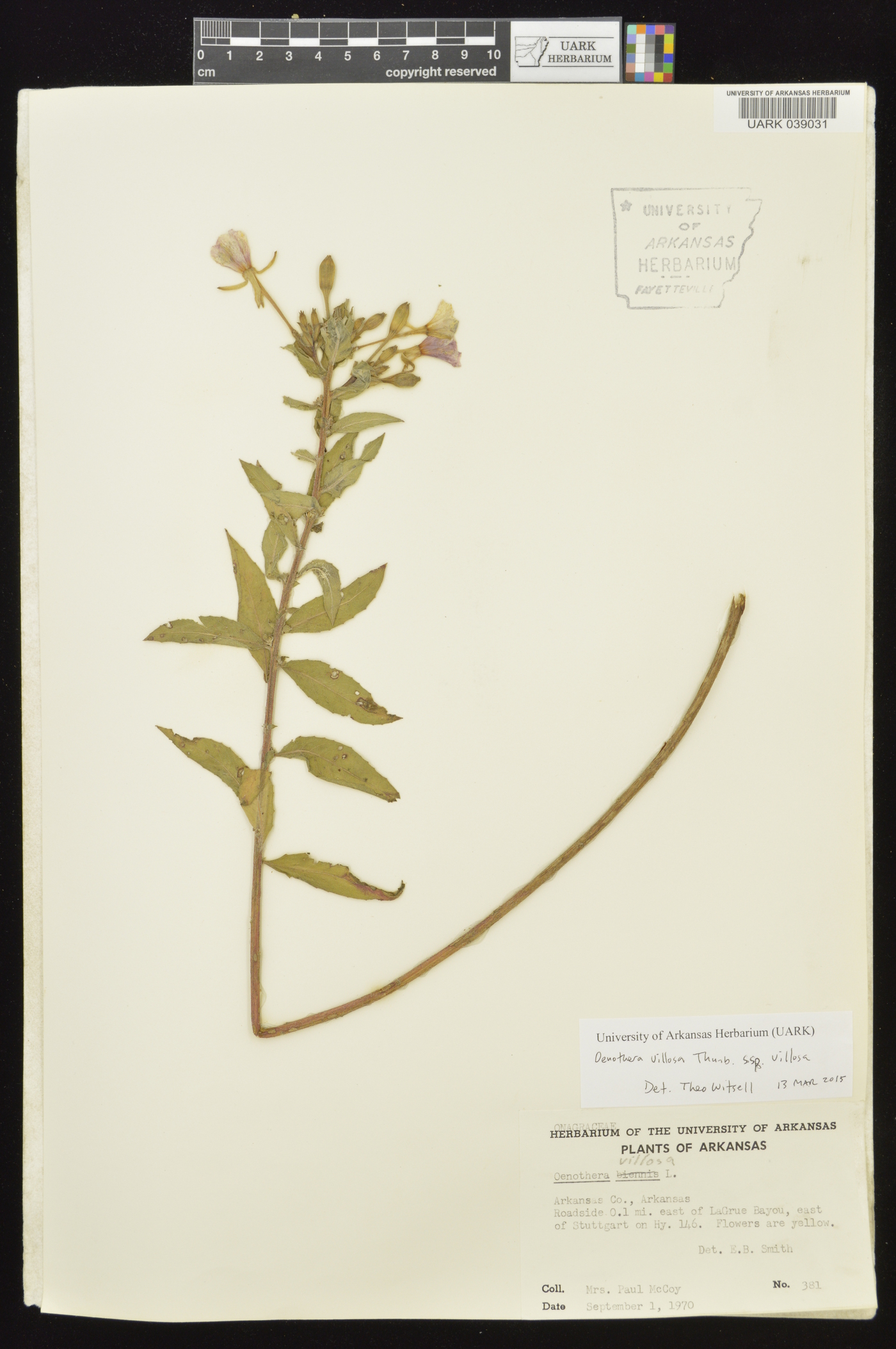 Oenothera villosa subsp. villosa image