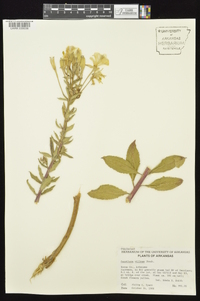 Oenothera villosa image