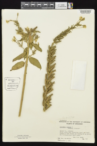 Oenothera villosa image