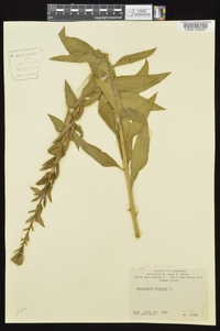 Oenothera villosa image