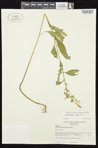 Oenothera villosa image