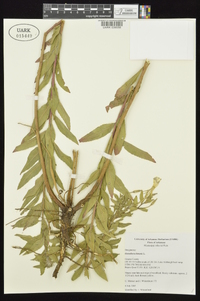 Oenothera villosa image