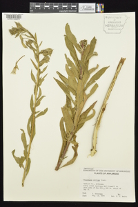 Oenothera villosa image