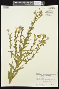 Oenothera villosa image