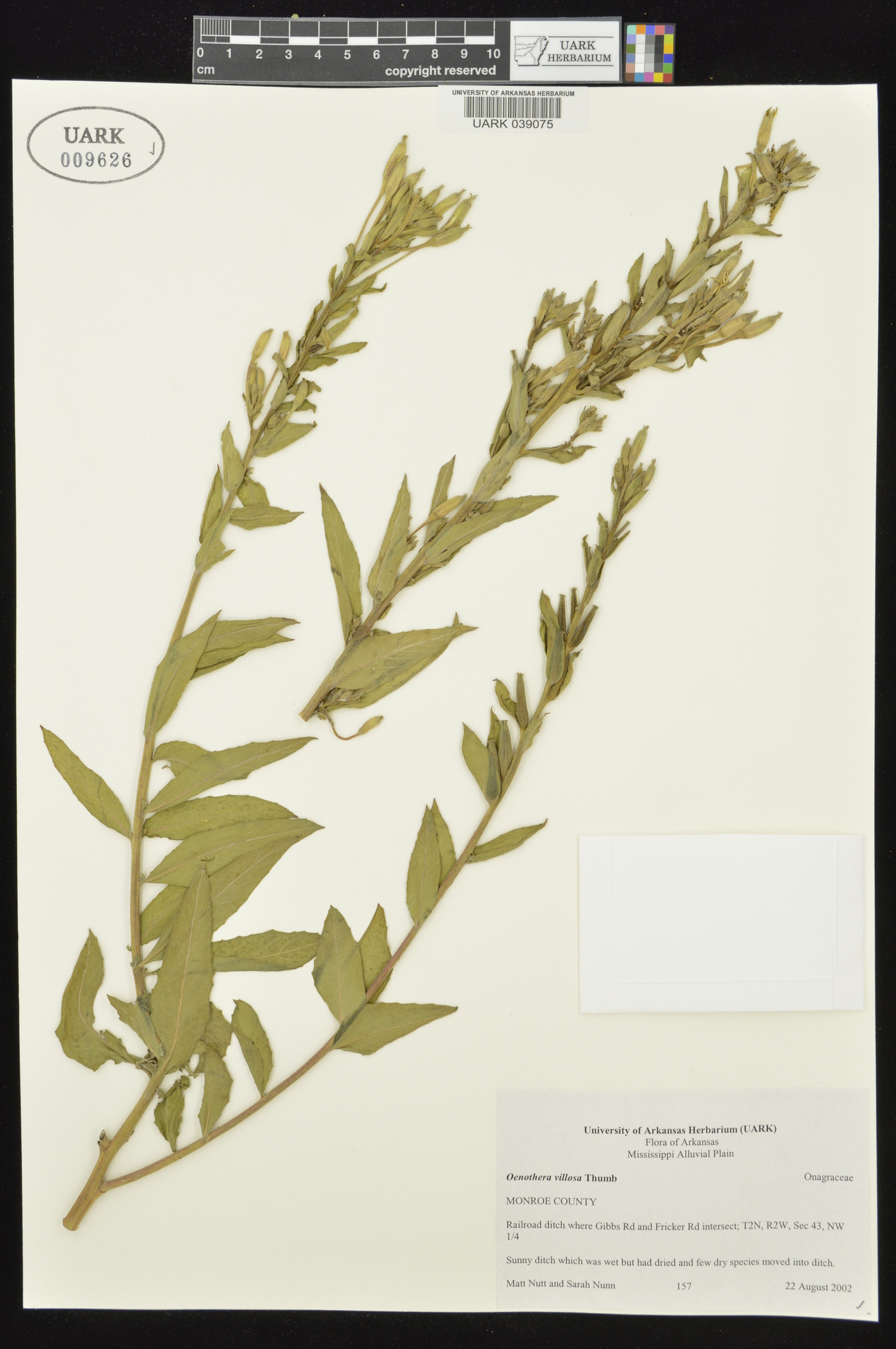 Oenothera villosa subsp. villosa image