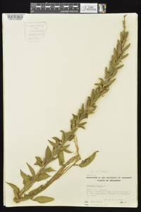 Oenothera villosa subsp. villosa image