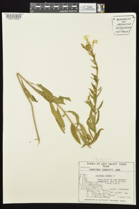 Oenothera villosa image