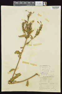 Oenothera villosa image