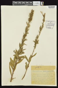 Oenothera villosa image