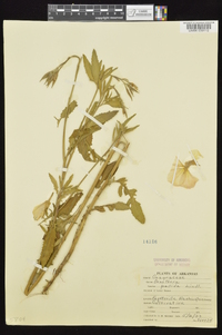 Oenothera pallida image