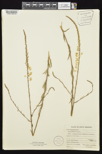 Stenosiphon linifolius image