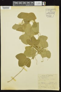 Passiflora lutea image