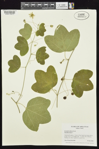 Passiflora lutea image