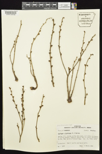 Epifagus virginiana image