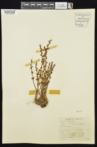 Epifagus virginiana image