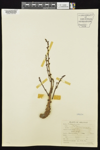 Epifagus virginiana image