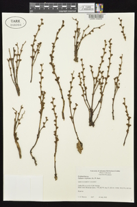 Epifagus virginiana image