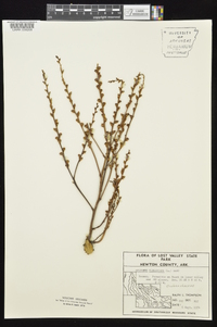 Epifagus virginiana image