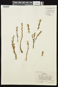 Epifagus virginiana image