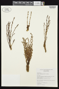 Epifagus virginiana image