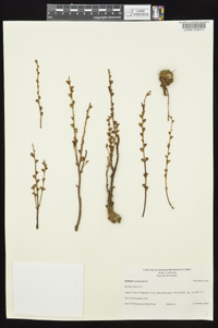 Epifagus virginiana image