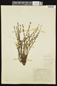 Epifagus virginiana image