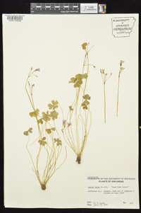 Oxalis rubra image