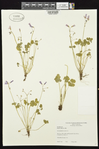 Oxalis rubra image