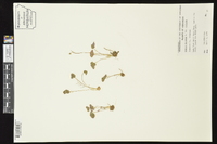 Oxalis violacea var. violacea image