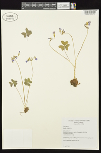 Oxalis violacea image