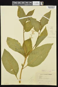 Phytolacca americana var. americana image