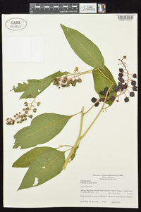 Phytolacca americana var. americana image