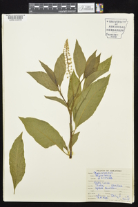 Phytolacca americana var. americana image