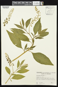 Phytolacca americana var. americana image