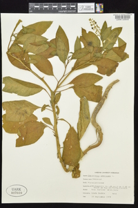 Phytolacca americana var. americana image