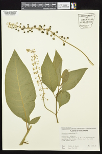 Phytolacca americana var. americana image