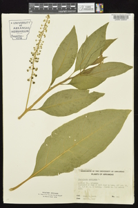 Phytolacca americana var. americana image