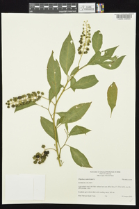 Phytolacca americana var. americana image