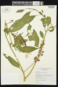 Phytolacca americana var. americana image