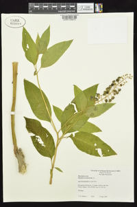 Phytolacca americana var. americana image