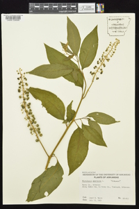 Phytolacca americana var. americana image