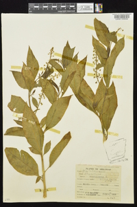 Phytolacca americana var. americana image